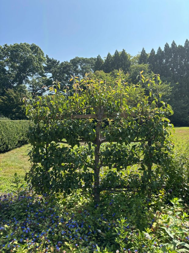 This 2025 image provided by Planting Fields Foundation shows a free-standing espaliered pear tree at Planting Fields Arboretum State Historic Park in Oyster Bay, N.Y. (Planting Fields Foundation via AP)