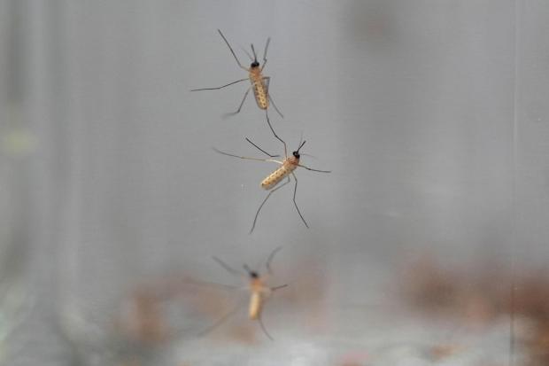 FILE - Mosquitoes cling to the inside of a jar loaded with repellent during a test as part of a tour of the Center for Disease Control laboratory in Fort Collins, Colo., on April 4, 2024. (AP Photo/David Zalubowski, File)