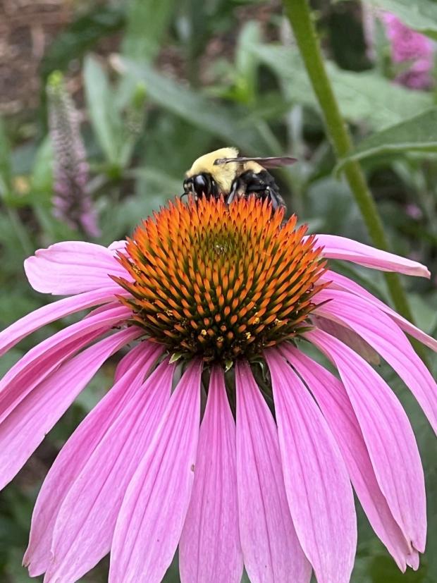 This July 7, 2023, image provided by Jessica Damiano shows a bee resting on a purple coneflower on Long Island, N.Y. (Jessica Damiano via AP)