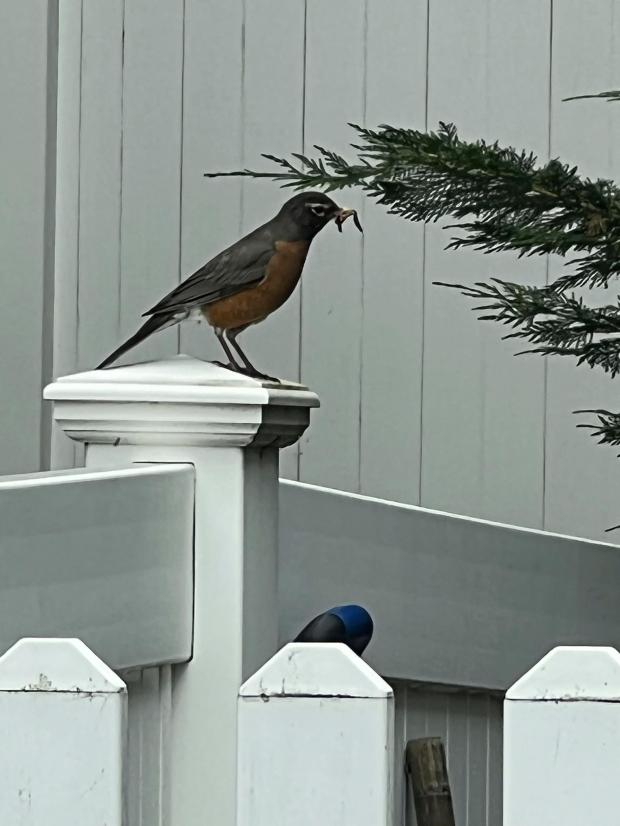 This June 1, 2022, image provided by Jessica Damiano shows a red-breasted robin holding an insect in its beak on Long Island, N.Y. (Jessica Damiano via AP)
