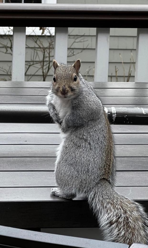 This Jan 26, 2022, image provided by Jessica Damiano shows a squirrel sitting on a backyard deck on Long Island, N.Y. (Jessica Damiano via AP)
