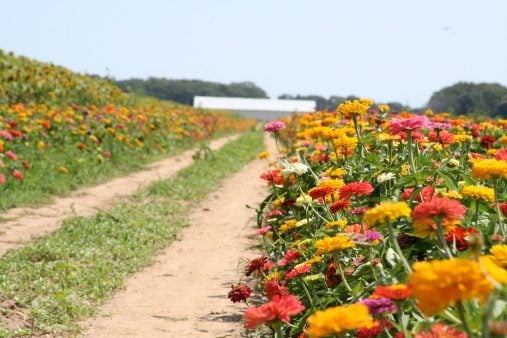 Colorful Zinnia flower farm field, upick flower farm