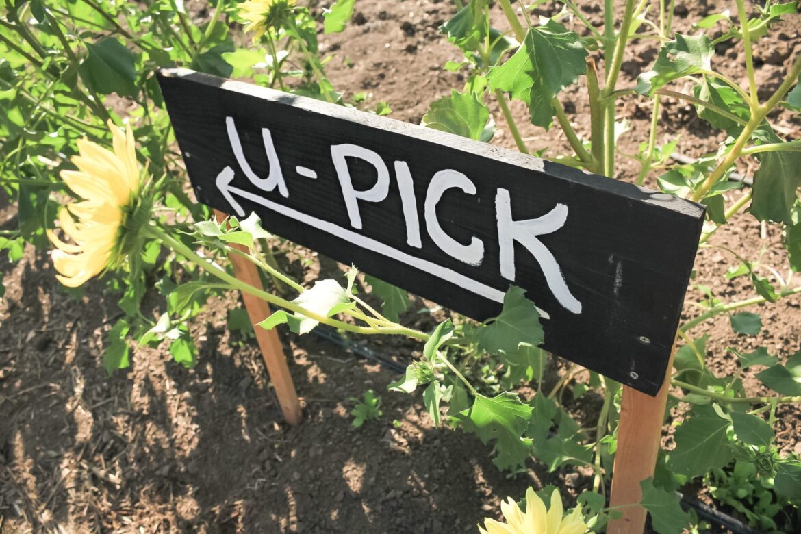5 Things You Should Never Do at a U-Pick Flower Farm