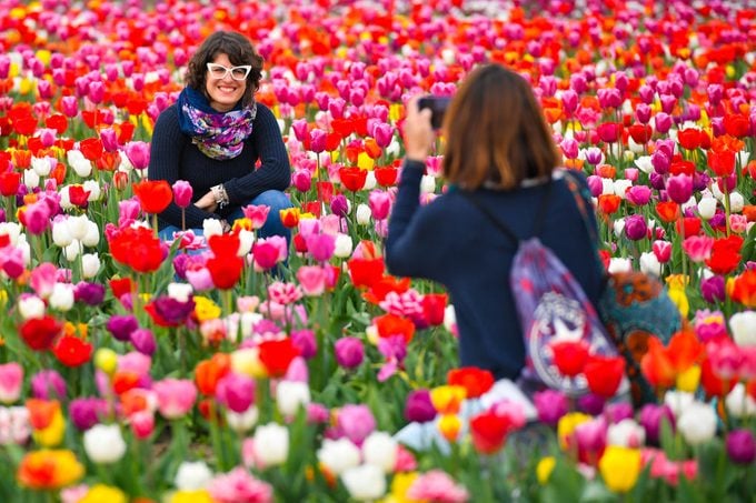 Italian Tulips Field During The Beginning Of Spring In Turin