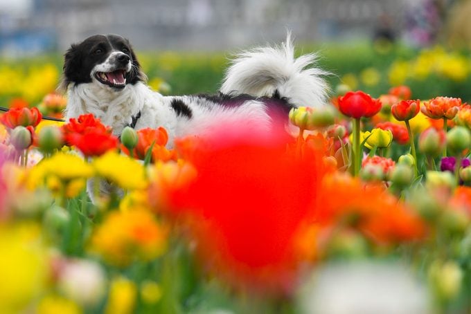 Italian Tulips Field During The Beginning Of Spring In Turin