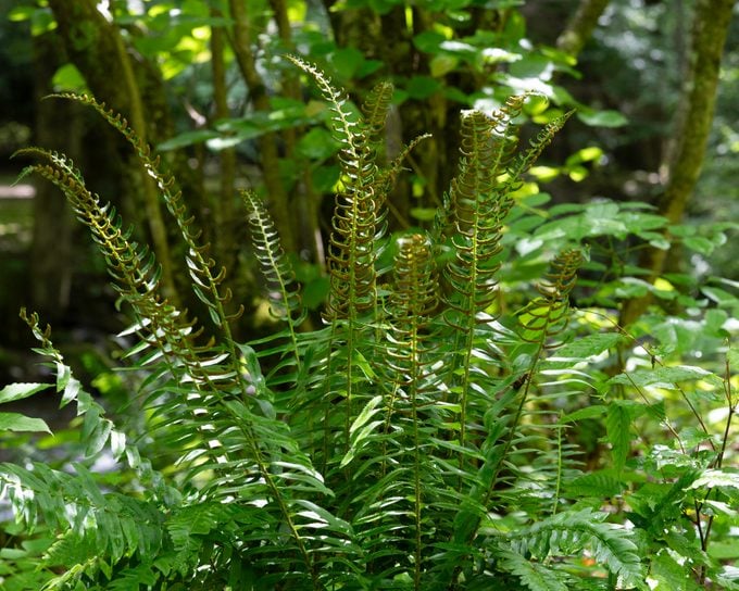 Christmas fern, Polystichum acrostichoides, showing upright fertile leaflets covered in spores.