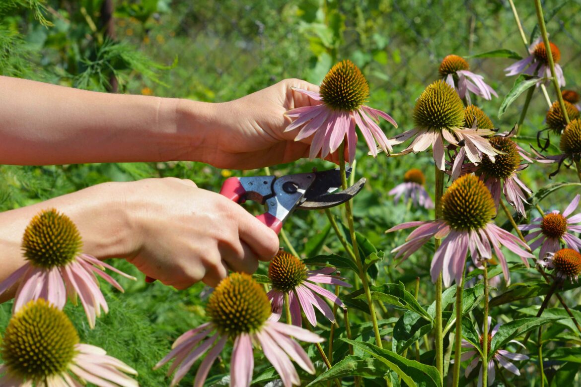 Should You Cut Your Coneflowers If the Flowers Die? What to Do for Better Blooms Should You Cut Your Coneflowers If the Flowers Die? What to Do for Better Blooms