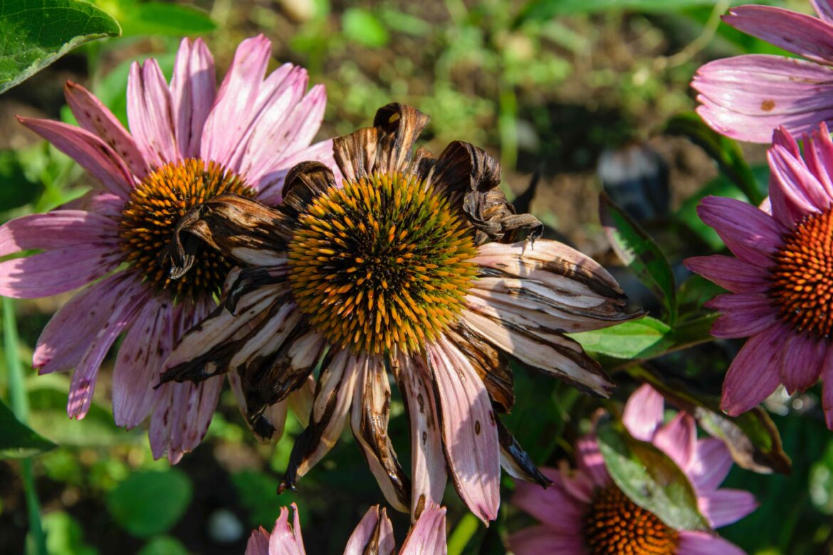 Should You Let Your Coneflower Go to Seed? We Asked Gardeners