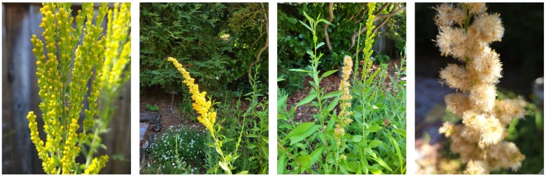 California goldenrod has bright yellow flowers and fluffy brown seed heads