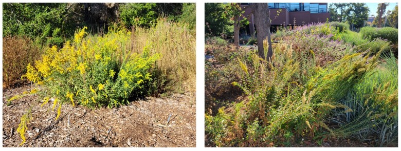 Goldenrod plants at Foothills Park and on Google's Shoreline campus