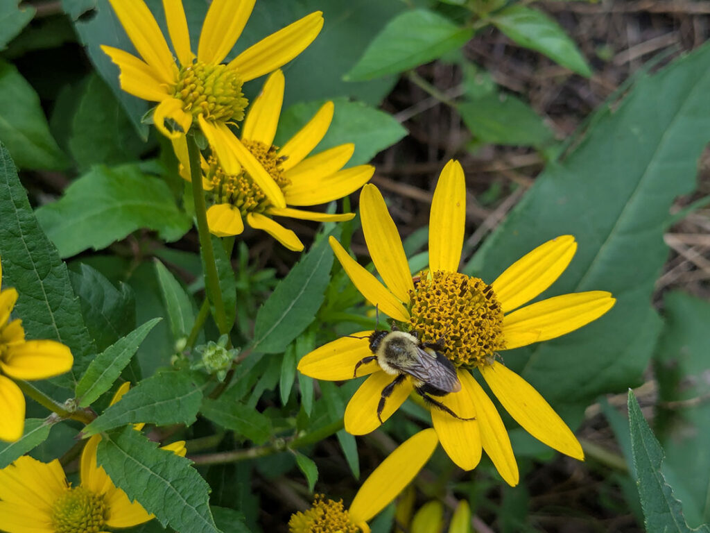 UGA Extension Asks for Gardeners' Help Counting Pollinators