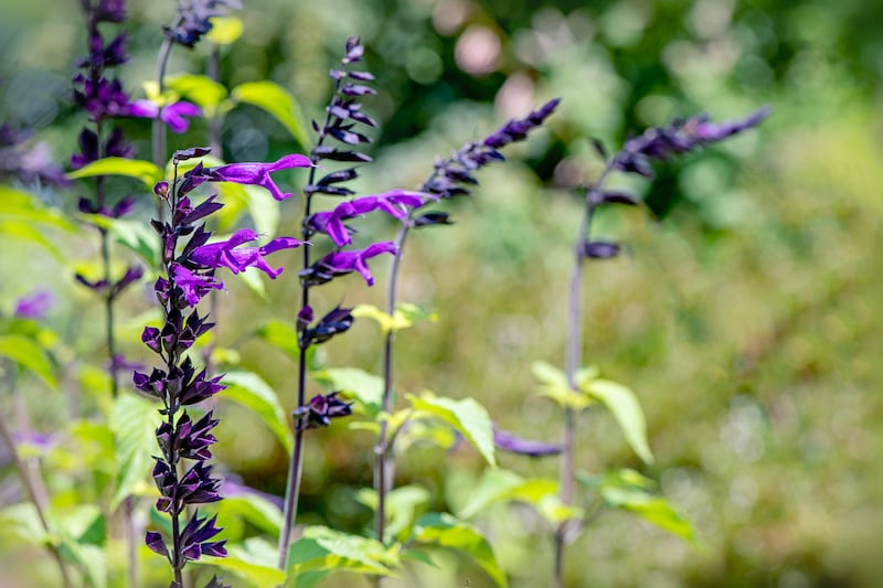Salvia 'Amistad'