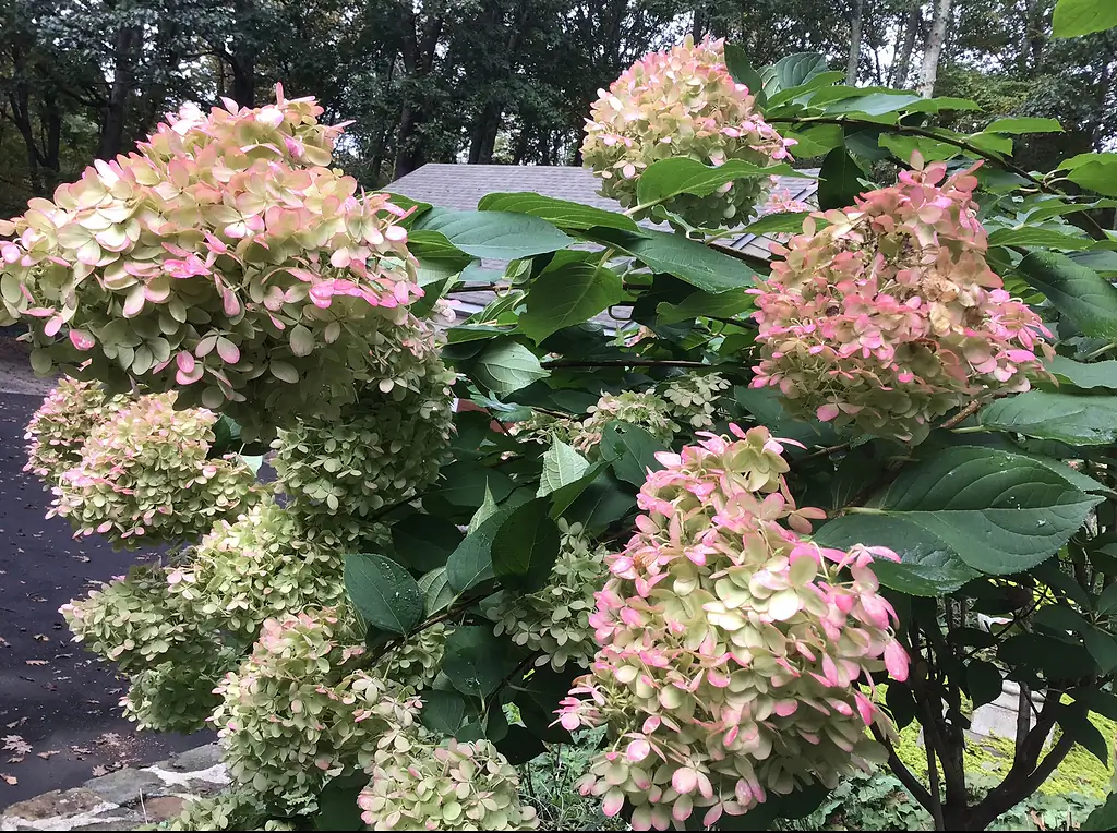 Hydrangea paniculata in bloom at Kerri’s former Connecticut home.