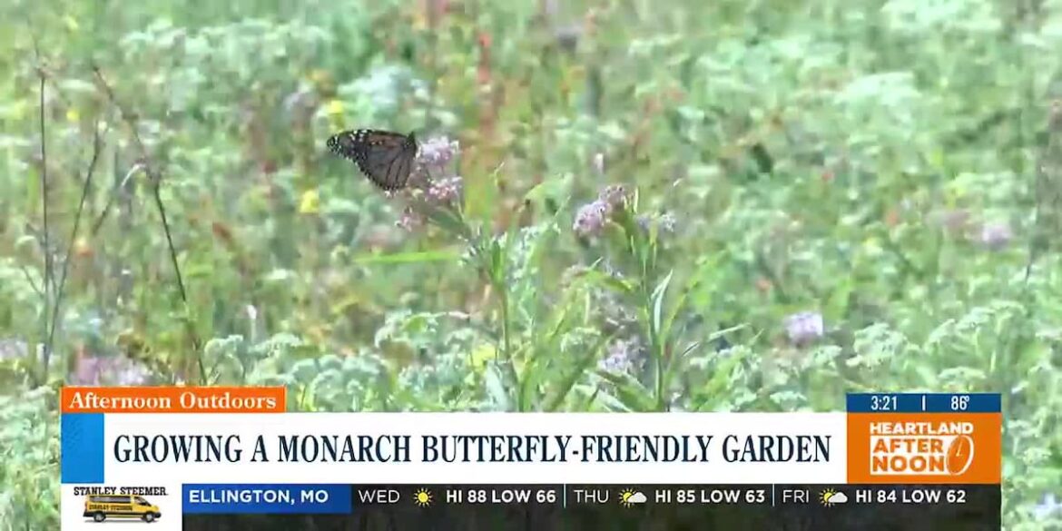 Growing a monarch butterfly-friendly garden