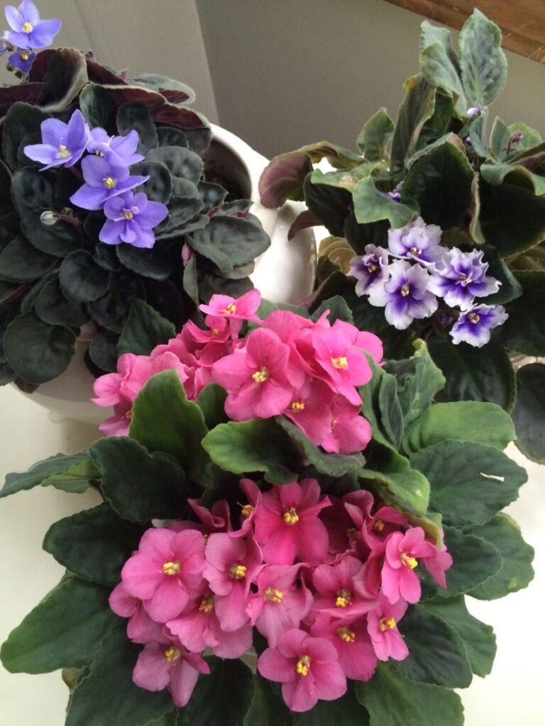 "The Songs That Saved My Life..."