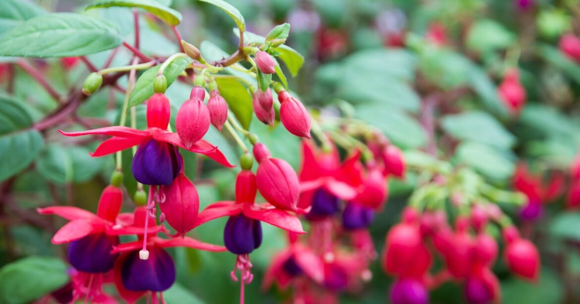 Thought fuchsia and montbretia were native Irish plants? Think again – The Irish Times Thought fuchsia and montbretia were native Irish plants? Think again – The Irish Times