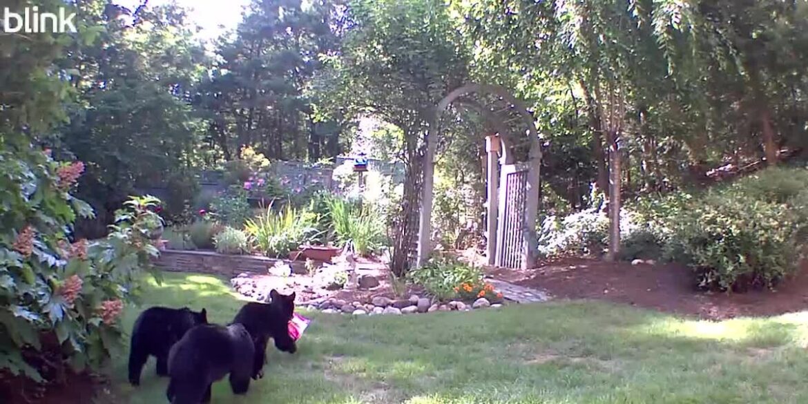 ‘So helpful.’ Bear family carriers rose fertilizer over to garden in West Simsbury