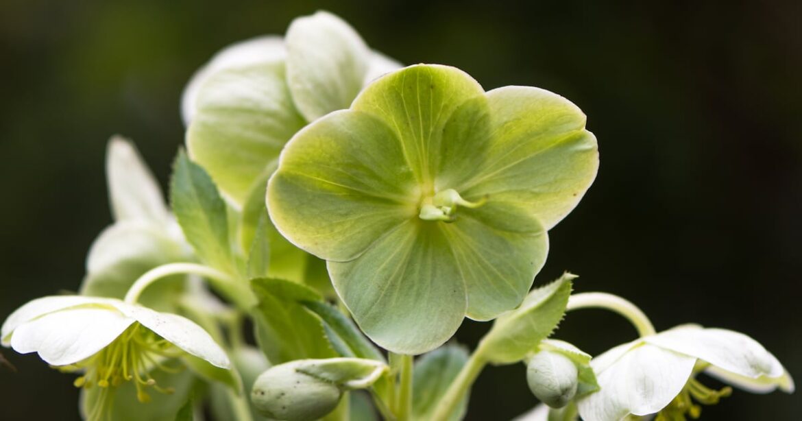 Green flowering plants to bring calm to your garden – The Irish Times