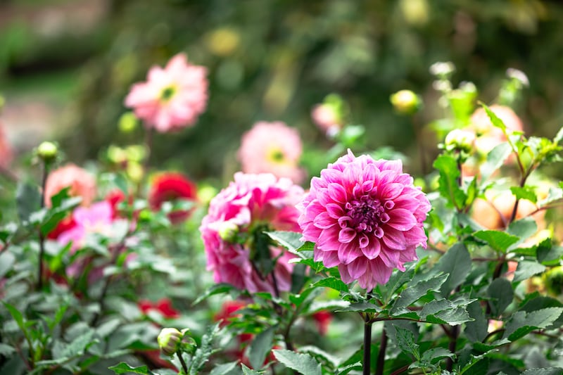 Dahlias: Vigilance is key to preventing disease from shortening their flower power