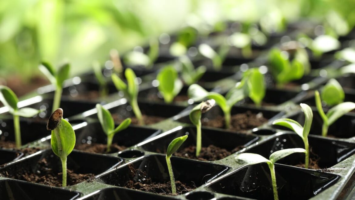 Spring’s arrival is the time to plant your summer garden – Gareth Carter Spring’s arrival is the time to plant your summer garden - Gareth Carter