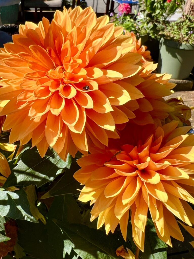 North Coast Gardening | August upkeep – Times-Standard North Coast Gardening | August upkeep – Times-Standard