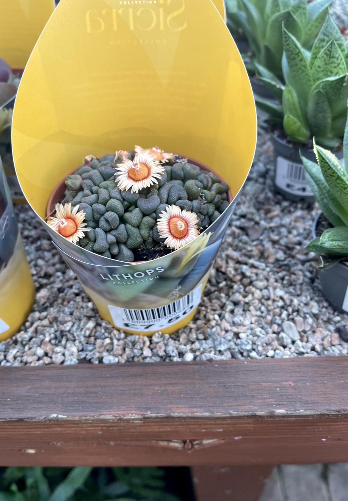 Never seen one flower before