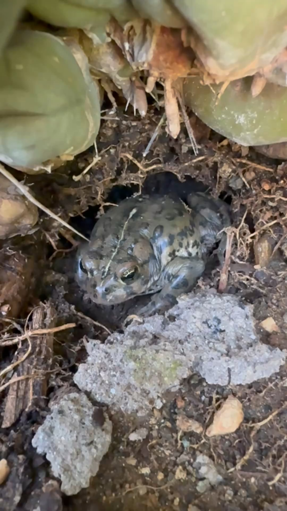 REALLY GOOD VIDEO - only for REDDIT 🤗🌵