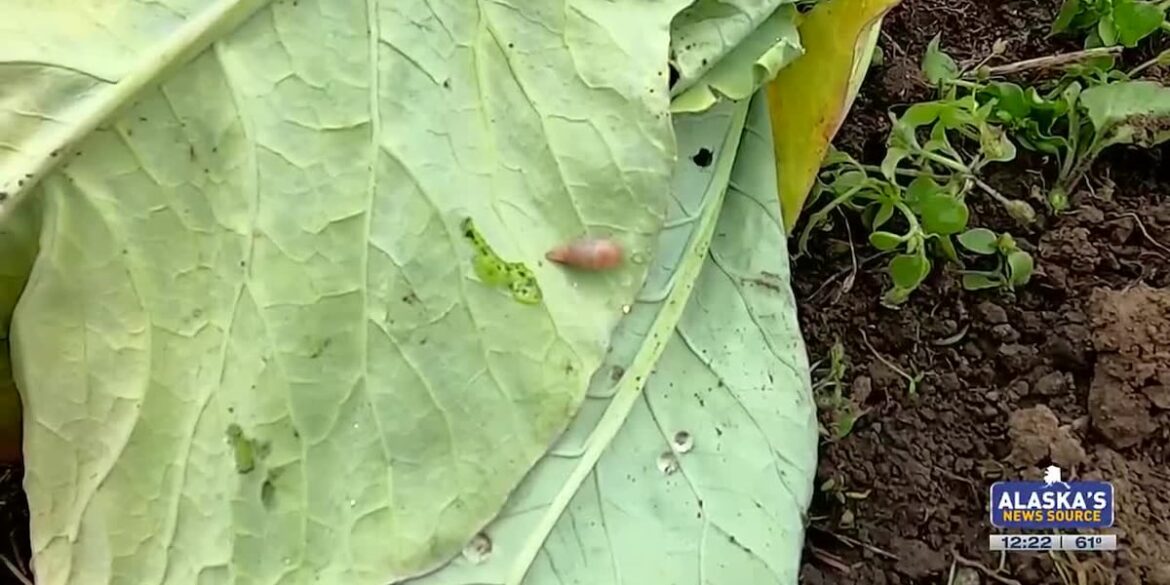 Yes, your garden has slugs, there are a few things that will help Yes, your garden has slugs, there are a few things that will help