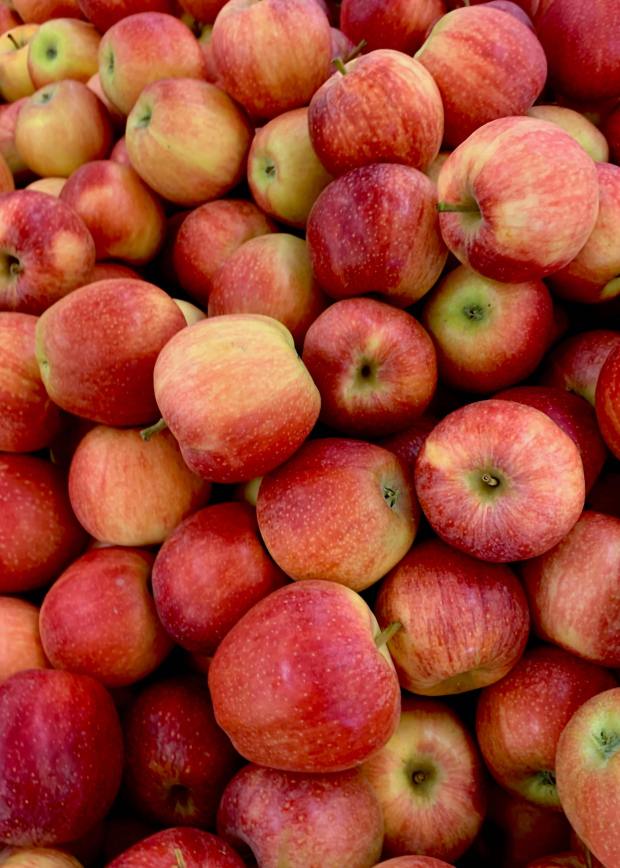 Apple trees are one of the many fruit trees that...