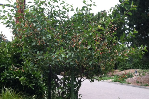 By cutting the long branches sprouting up, the tree will...