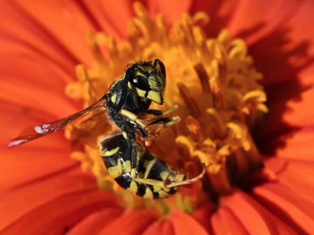 Yellowjackets are shinier than honeybees and have yellow and black...