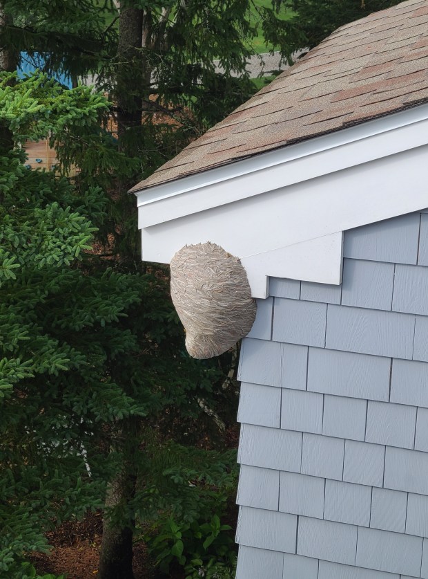 Yellowjacket nests are made from a papery substance produced by...