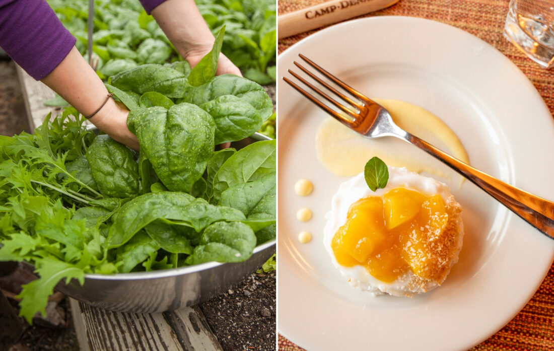 greens from the garden, dessert