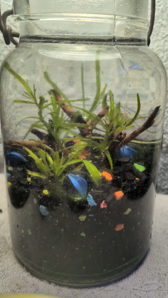 Small and simple build in a nearly 100 year old antique jar Small and simple build in a nearly 100 year old antique jar