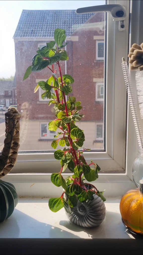 a hyperlapse of my most dramatic plant (featuring my cat)