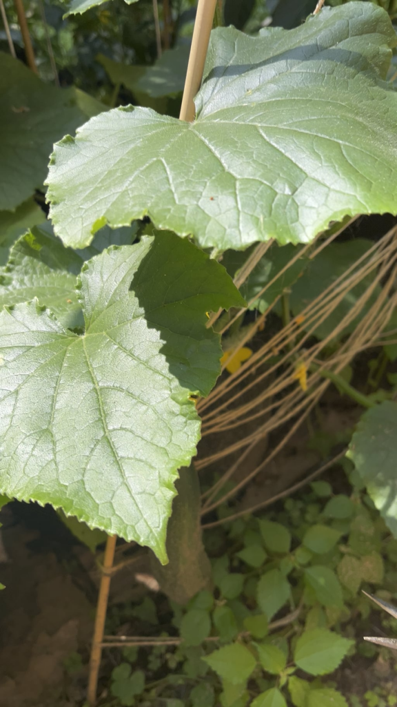 Having fun harvesting 🥒