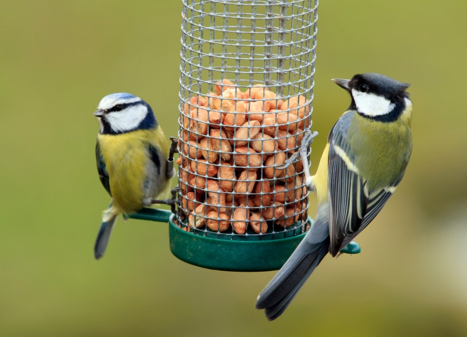 Two birds feeding at a peanut feeder.