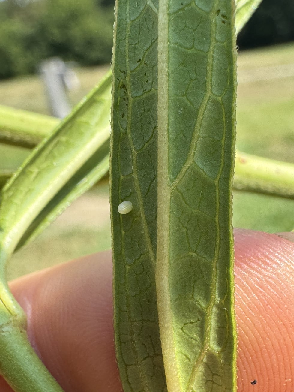 Monarch butterflies lay their eggs on milkweed plants.