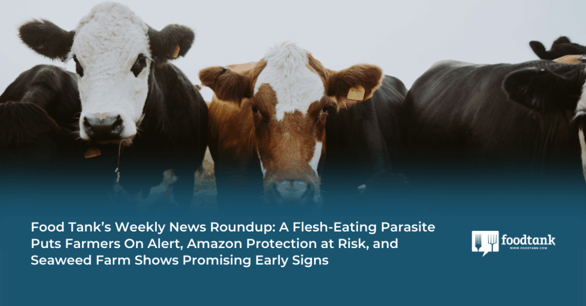 A Flesh-Eating Parasite Puts Farmers On Alert, Amazon Protection at Risk, and Seaweed Farm Shows Promising Early Signs – Food Tank