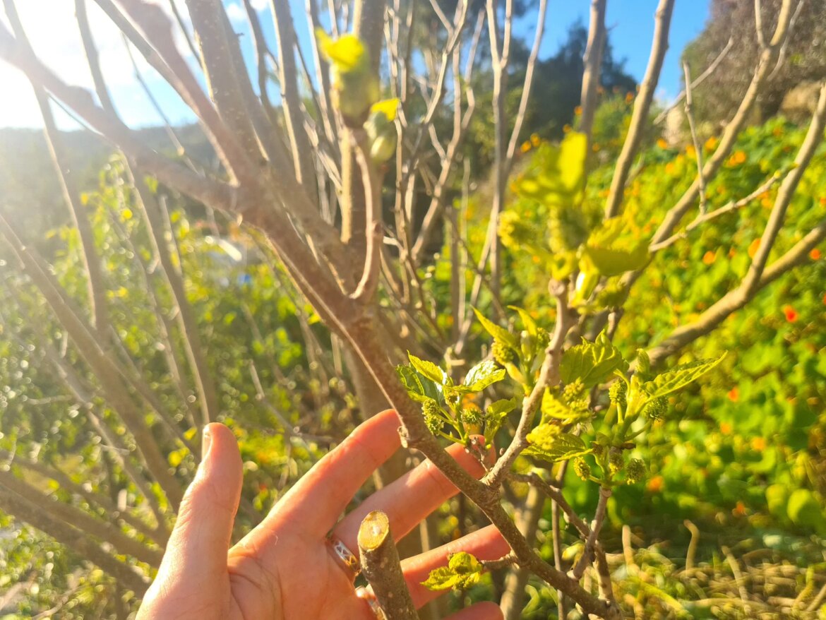 New buds and flowers forming on mulberry