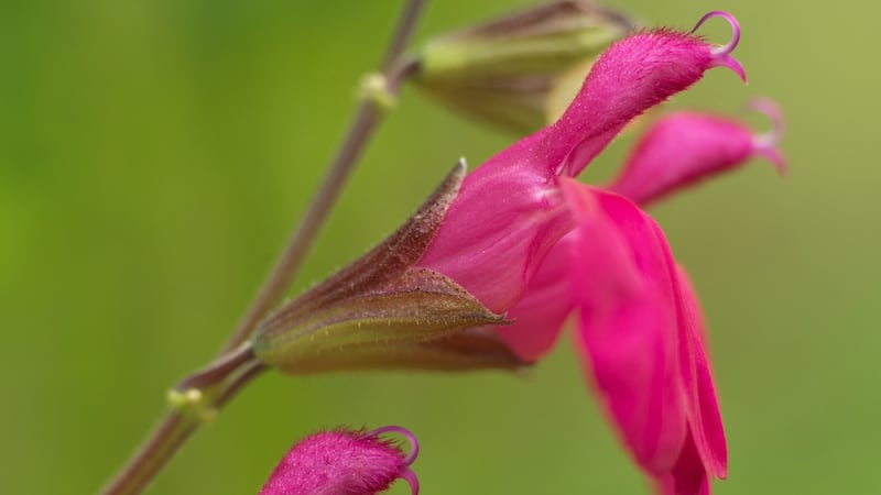 Salvia 'Cerro Potosí'