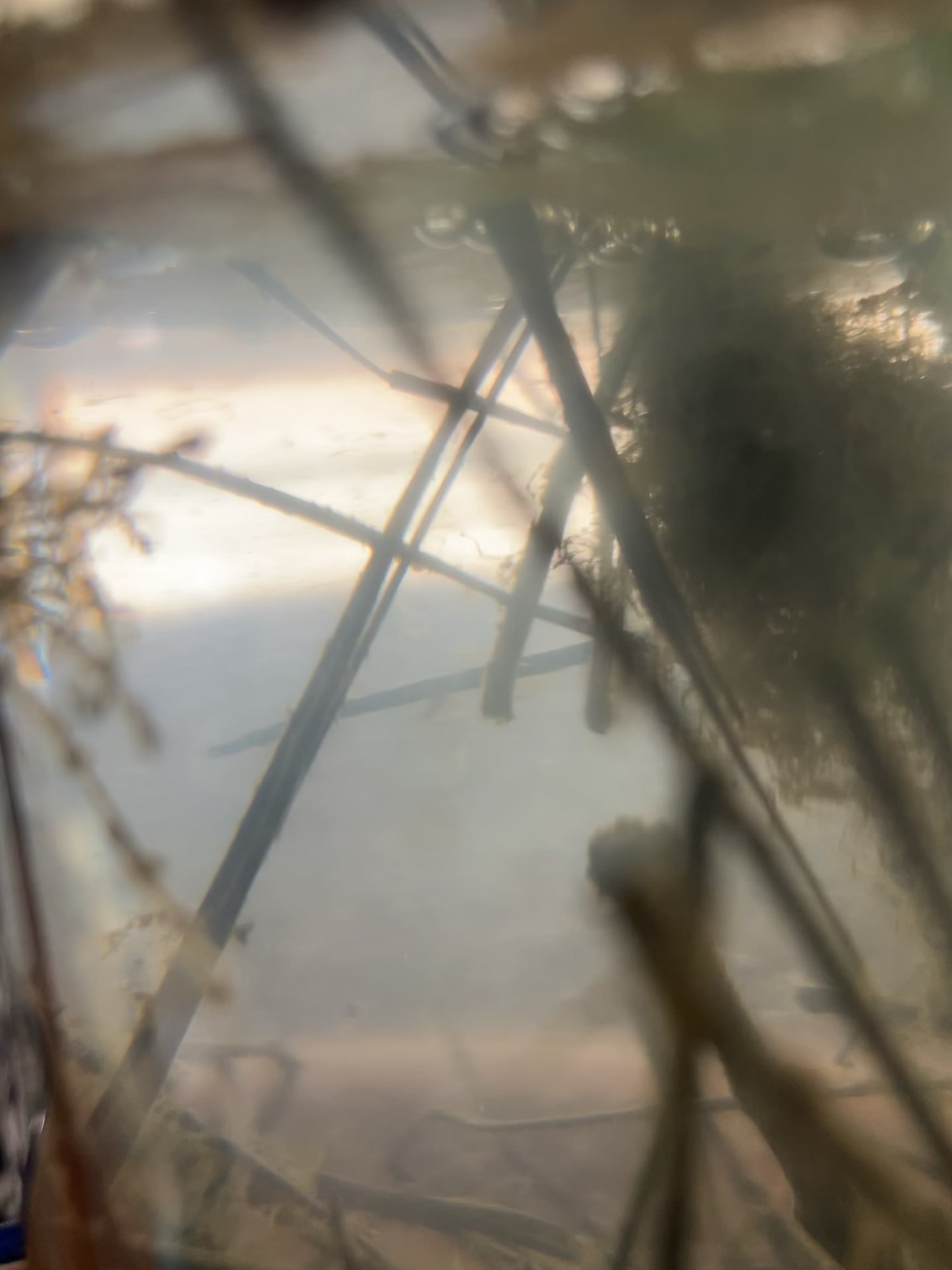 What are these weird wiggly worms? What are these weird wiggly worms?