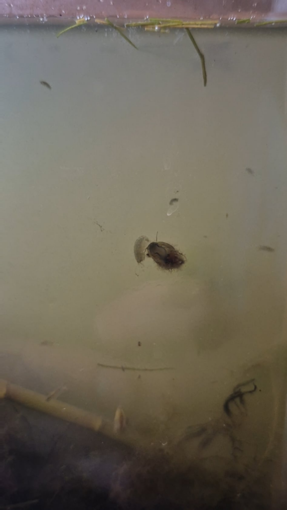 Just scuds cleaning a snail