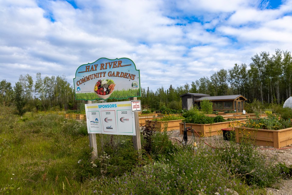 Hay River's community garden. Ollie Williams/Cabin Radio