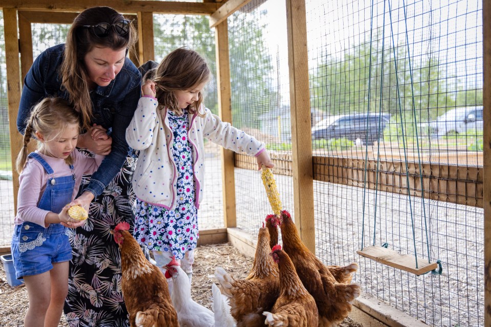 Inside the chicken coop at Hay River's community garden. Ollie Williams/Cabin Radio