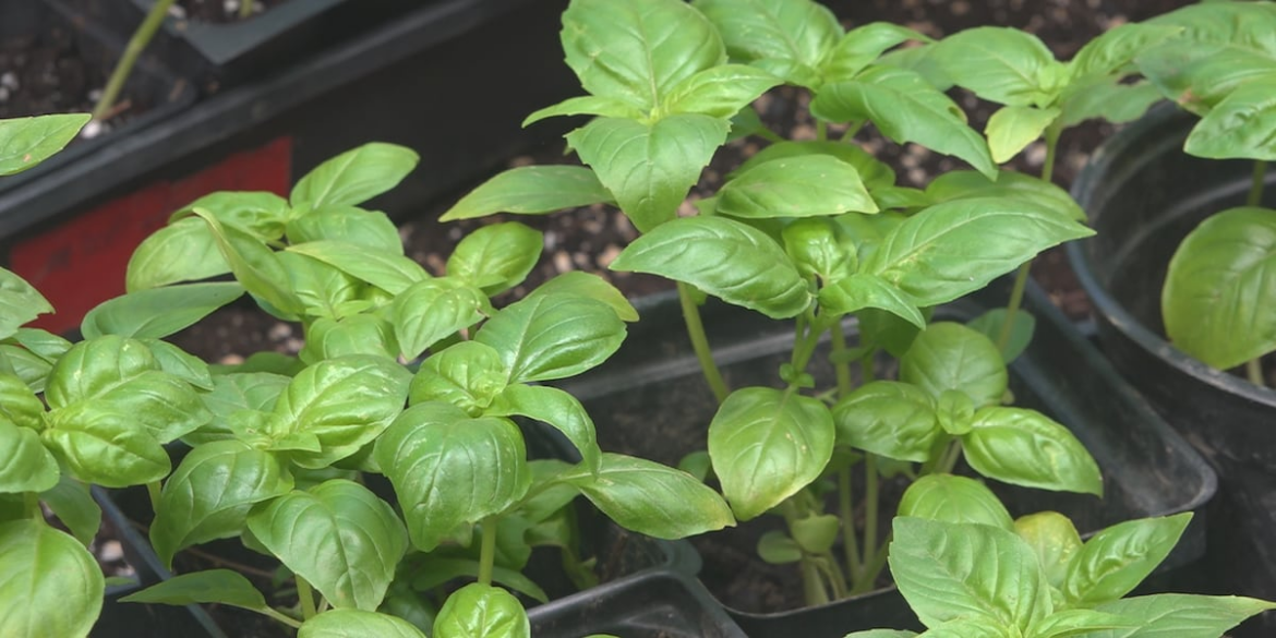 Bangor-Brewer urban garden tours return this weekend