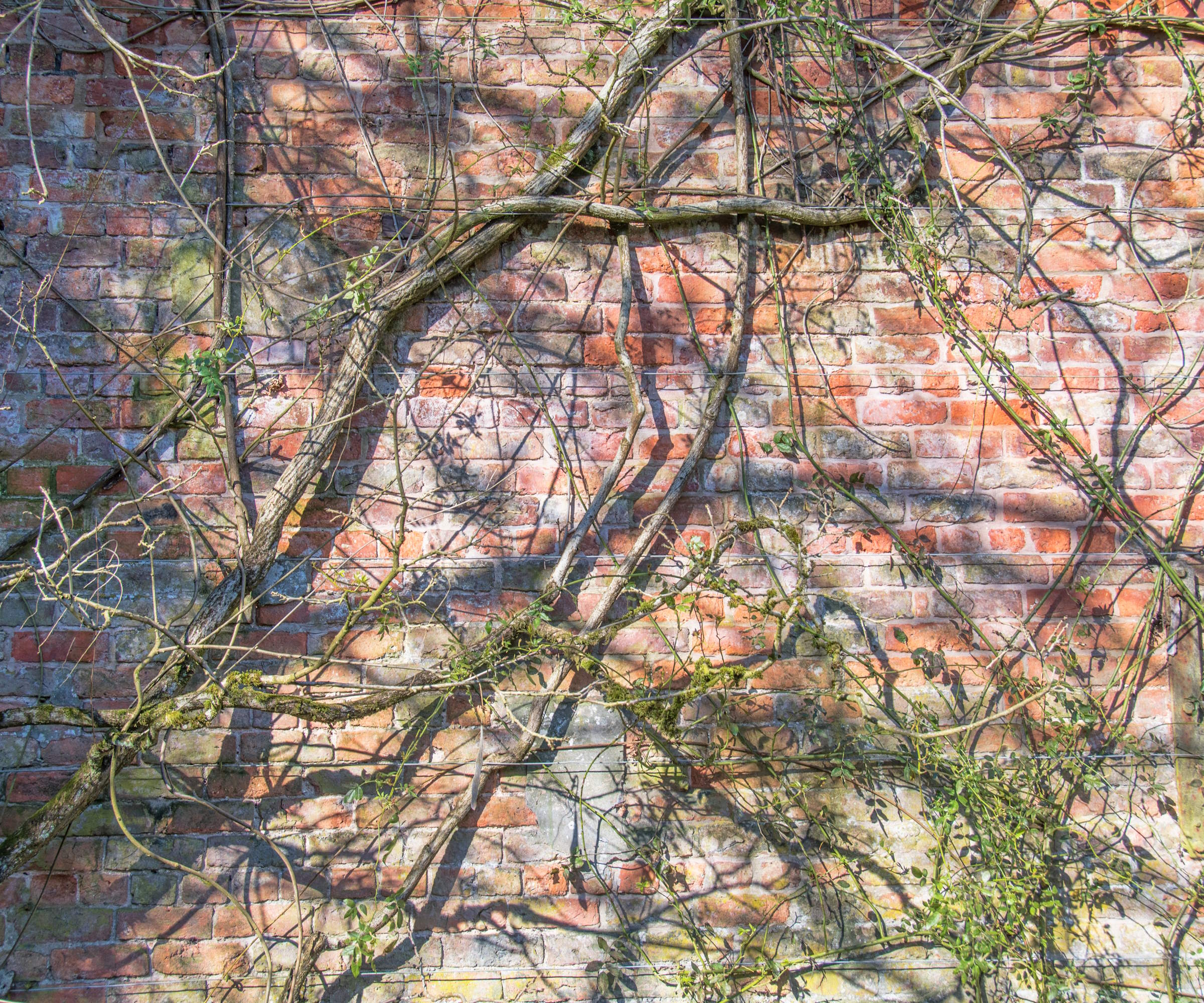 Wisteria in winter before pruning