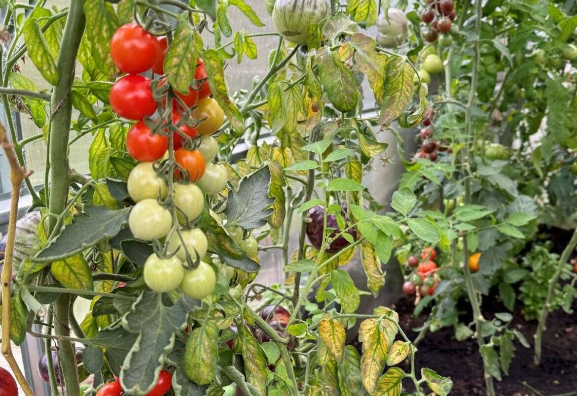 The allotment has healing powers for gardener Jamie Marsh The allotment has healing powers for gardener Jamie Marsh