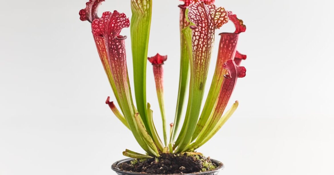 ‘How can I keep my new house plant happy?’ – The Irish Times