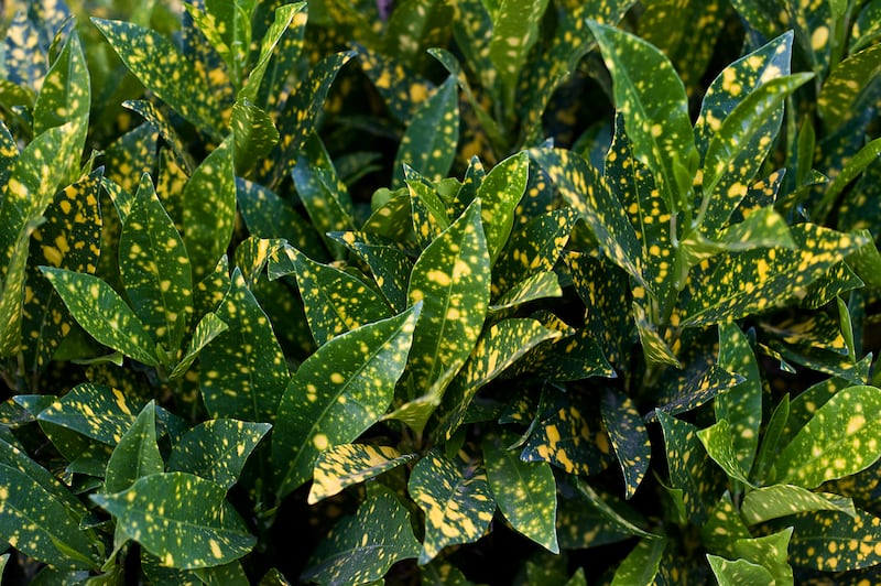 Japanese aucuba, considered the height of elegance